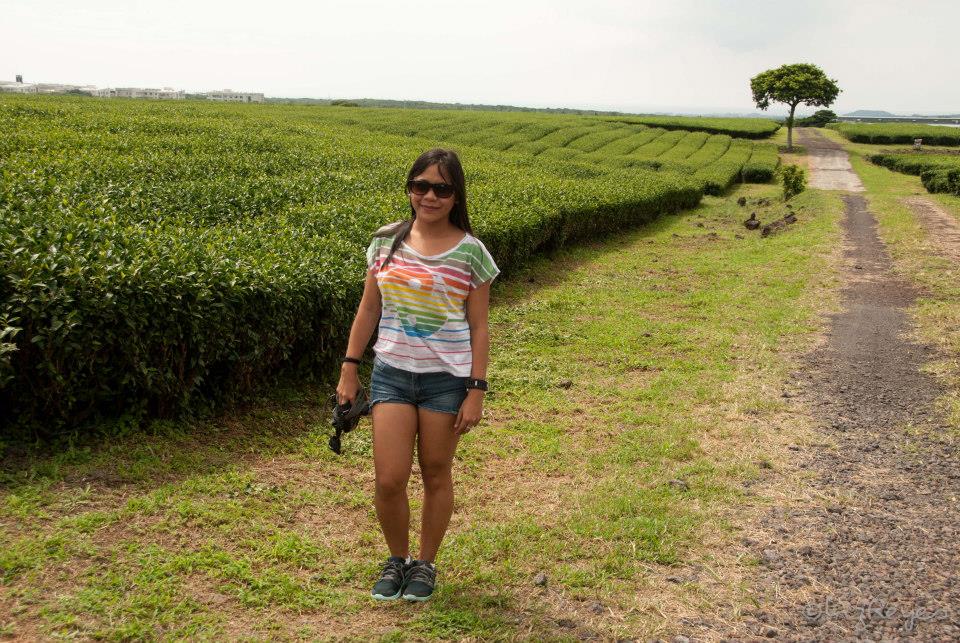 tea plantation in jeju