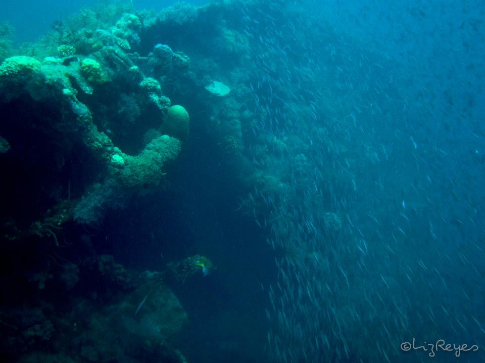 Thousand of dilis at the Lusong Gunboat Shipwreck