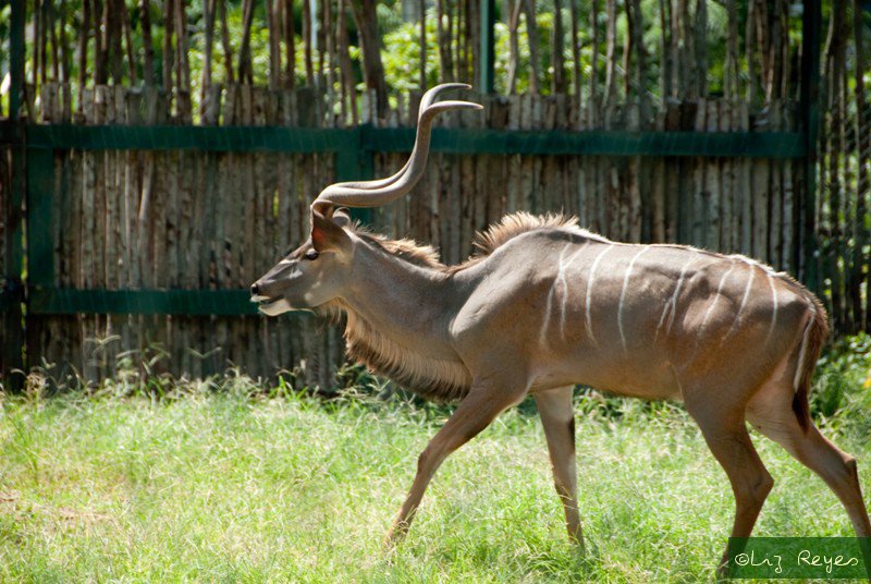 saigonzoo