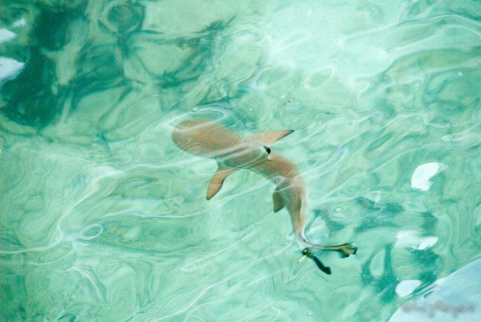 Black Tip Reef Shark below our Water Cottage