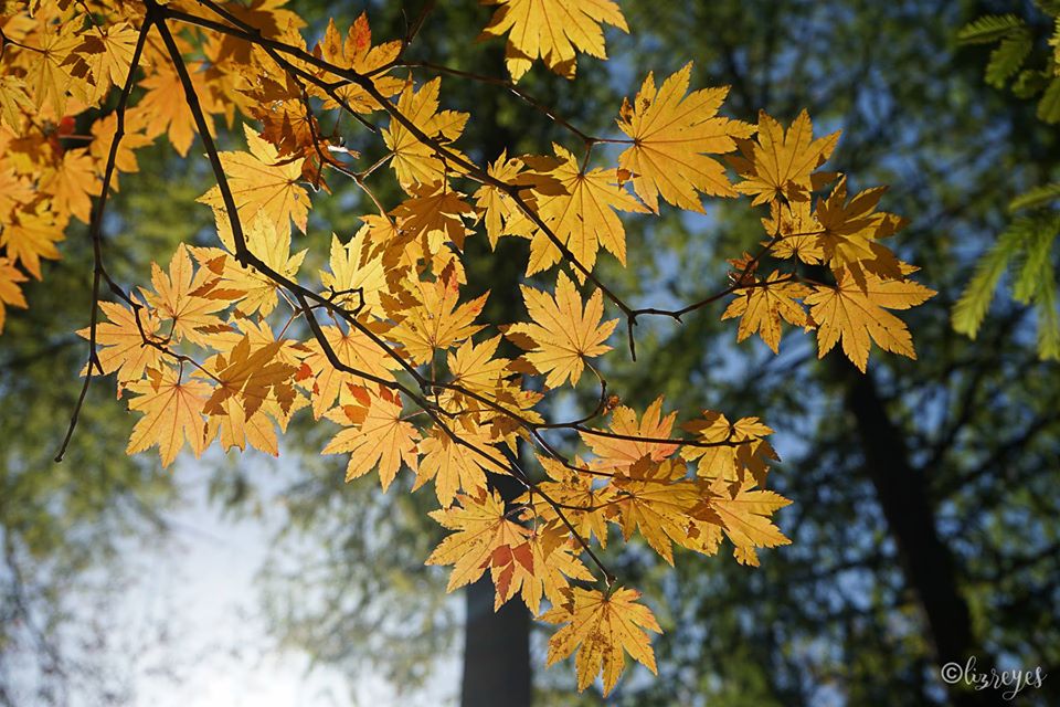 Autumn Leaves in South Korea