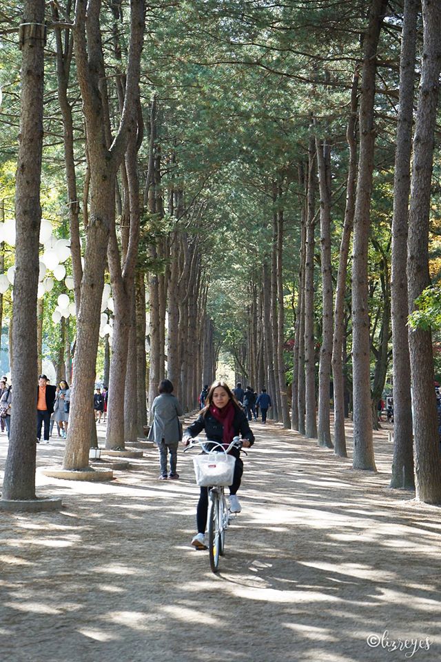 Biking in Nami Island, South Korea