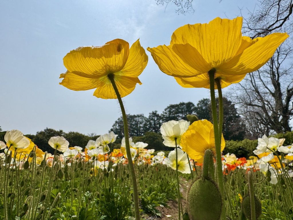 Iceland Poppies