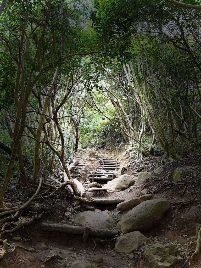 Itoshima's Totoro Forest