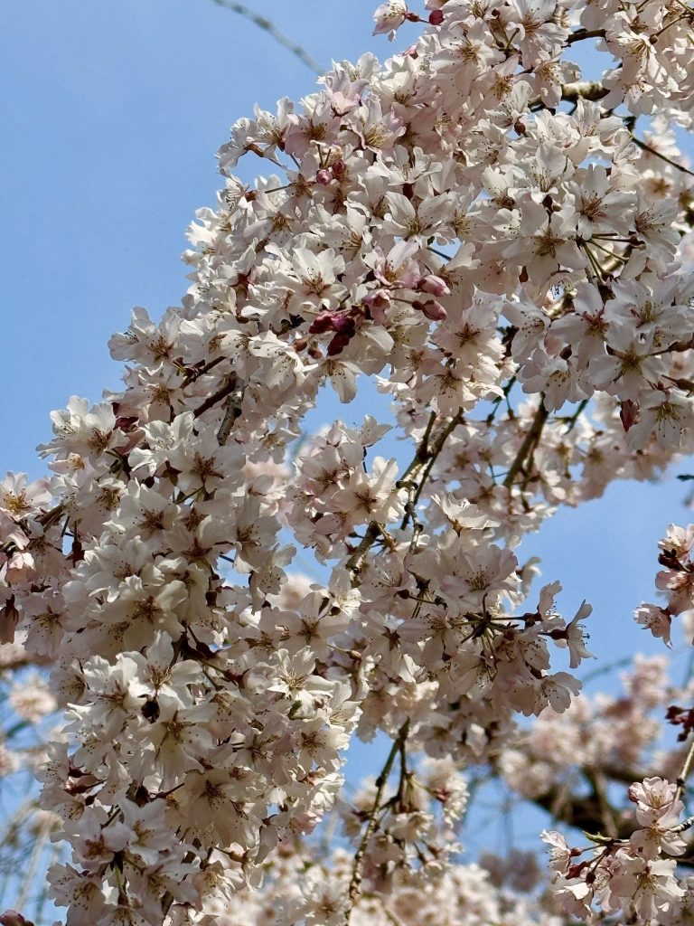 Weeping Sakura